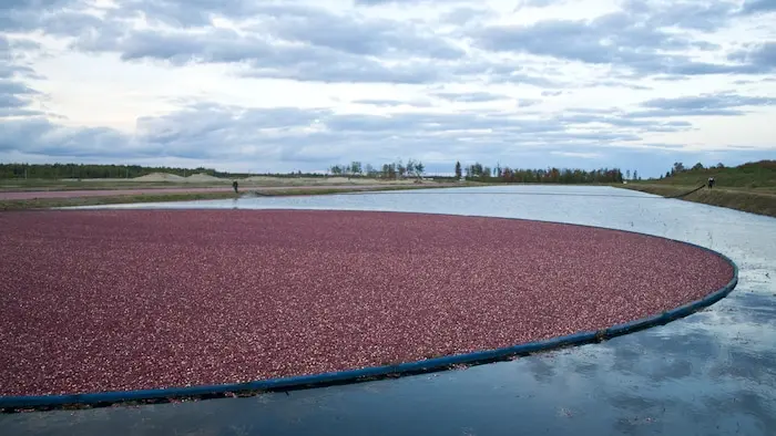 Récolte de canneberges à Saint-Louis-de-Blandford.