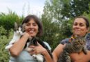 Près de Saint-Lô, cette asso lance une pétition pour la stérilisation obligatoire des chats