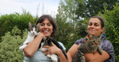 Près de Saint-Lô, cette asso lance une pétition pour la stérilisation obligatoire des chats