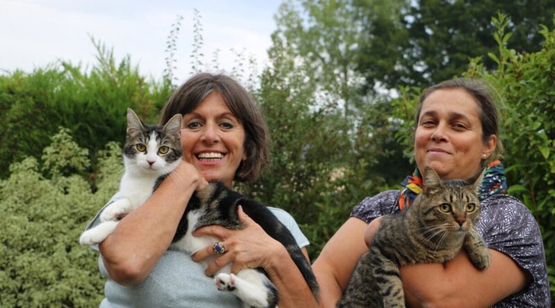 Près de Saint-Lô, cette asso lance une pétition pour la stérilisation obligatoire des chats