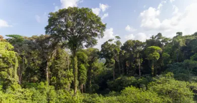 Préservation et gestion de la forêt guyanaise : le constat alarmant de la Cour des comptes