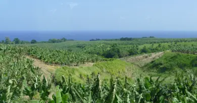 Martinique, Fort-de-France, beach, volcano, palm, rainforest, Creole, boat, island