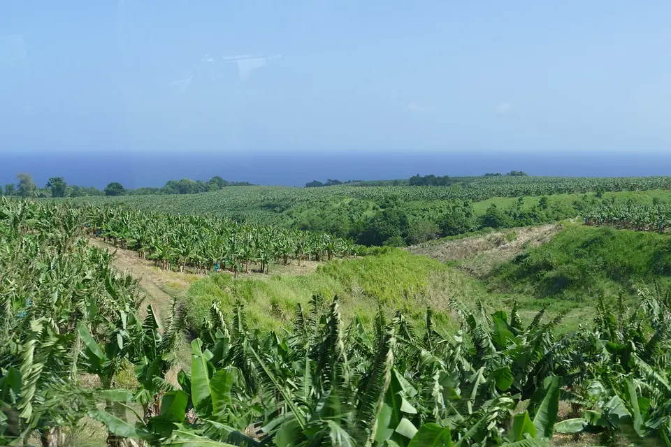 Martinique, Fort-de-France, beach, volcano, palm, rainforest, Creole, boat, island