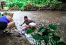 Quand l’animation touristique fait du tort à l’anguille “sacrée” de Moorea