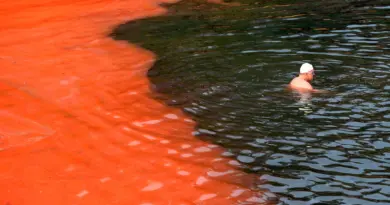 Un nageur arrêté par un bloom d’algues rouges (plage de Covelly, à Sydney, Australie) © William West / AFP