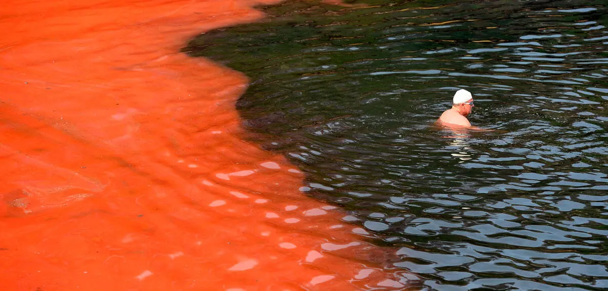 Un nageur arrêté par un bloom d’algues rouges (plage de Covelly, à Sydney, Australie) © William West / AFP