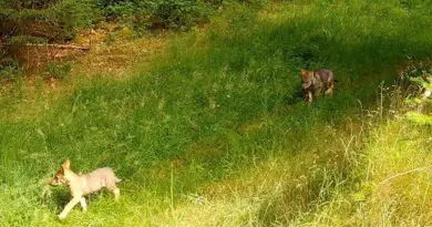 Quatre louveteaux sont nés sur le plateau de Millevaches en Corrèze