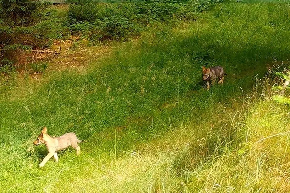 Quatre louveteaux sont nés sur le plateau de Millevaches en Corrèze