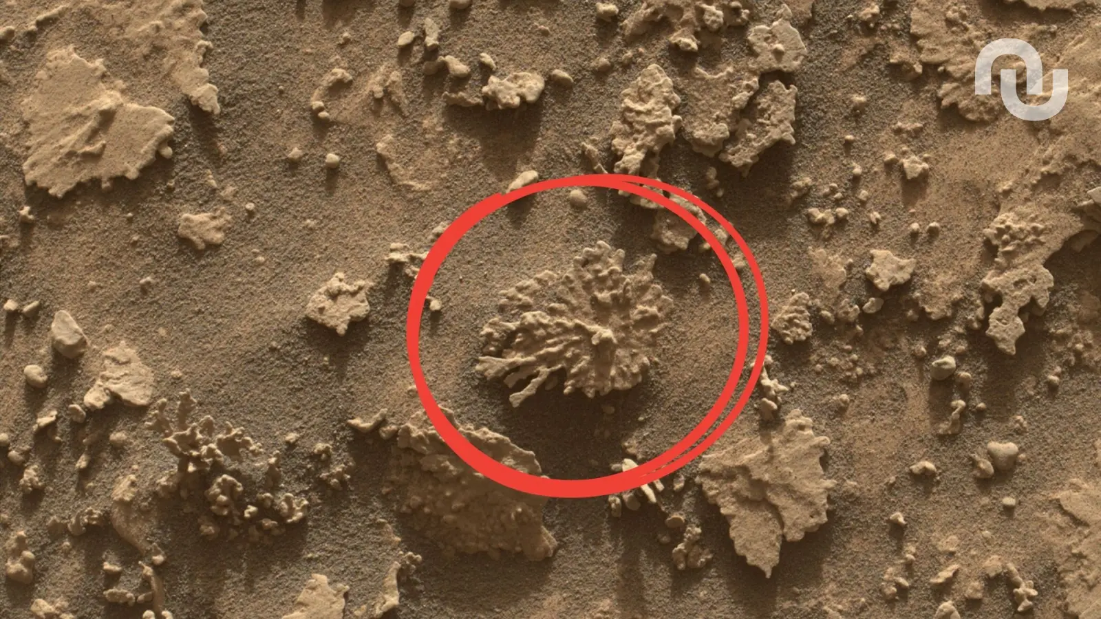 Que fait cette roche en forme de corail sur Mars ?