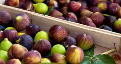 Quelle est la meilleure façon de conserver les figues ?
