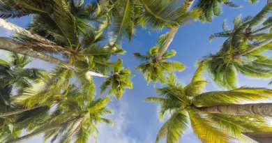 Martinique, Fort-de-France, beach, volcano, palm, rainforest, Creole, boat, island