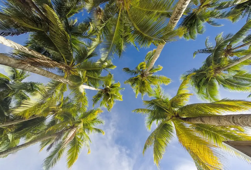 Martinique, Fort-de-France, beach, volcano, palm, rainforest, Creole, boat, island