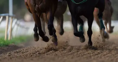 Quinté à Deauville du mardi 12 août : les pronostics hippiques d'Hervé Fortin - ici