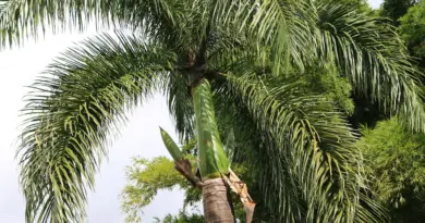 Guadeloupe, Basse-Terre, Pointe-à-Pitre, volcano, beach, palm, waterfall, Creole, island