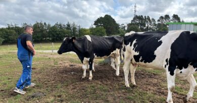 REPORTAGE. "C'est un crève-cœur" : dans le Morbihan, la fièvre catarrhale ovine décime les exploitations laitières