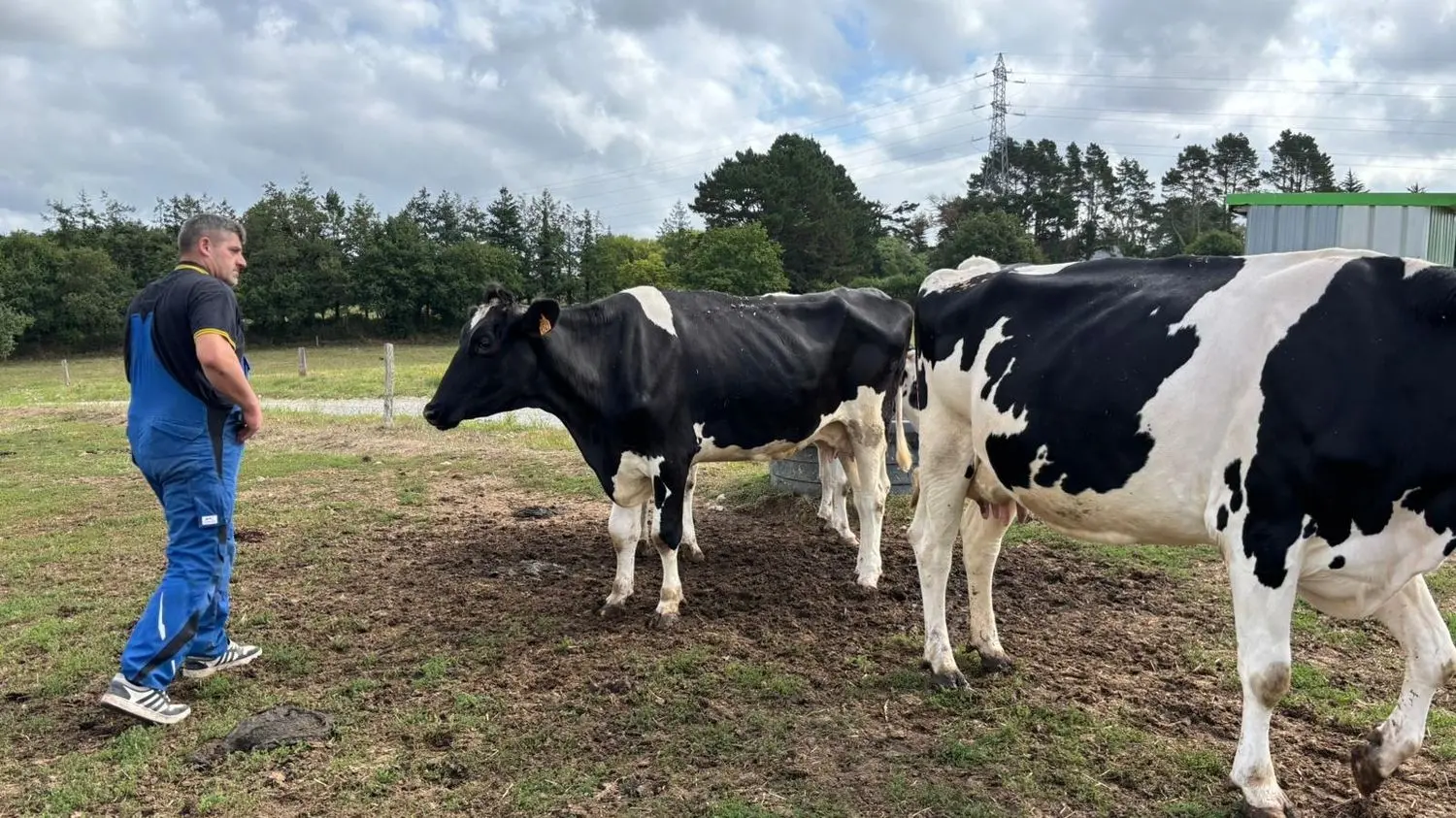 REPORTAGE. "C'est un crève-cœur" : dans le Morbihan, la fièvre catarrhale ovine décime les exploitations laitières