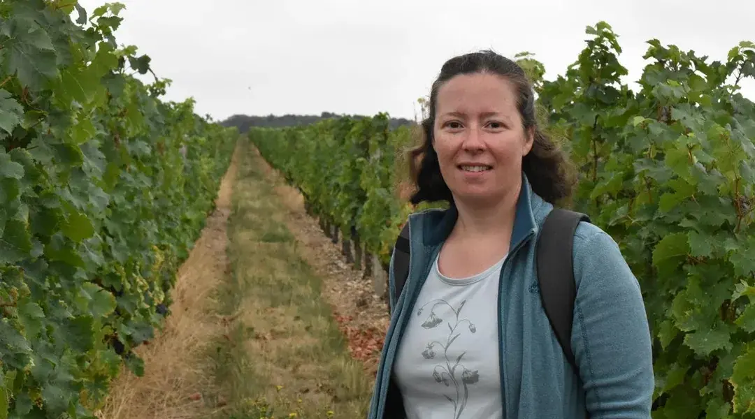 REPORTAGE. Les vignerons d’Anjou Saumur mobilisés contre « la maladie qui grille les