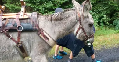 Randonnée en famille avec deux ânes entre volcans et lacs d’Auvergne - ici