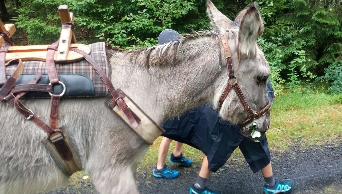 Randonnée en famille avec deux ânes entre volcans et lacs d’Auvergne - ici