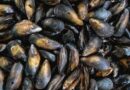 Rappel Consommateur - Détail Moules d'Espagne Sans marque