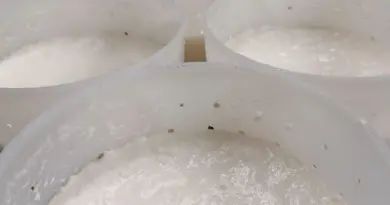 Rappel Consommateur - Détail fromage blanc de chèvre chèvrerie d'amélie