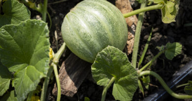 Récoltes | Le melon de Montréal reprend vie