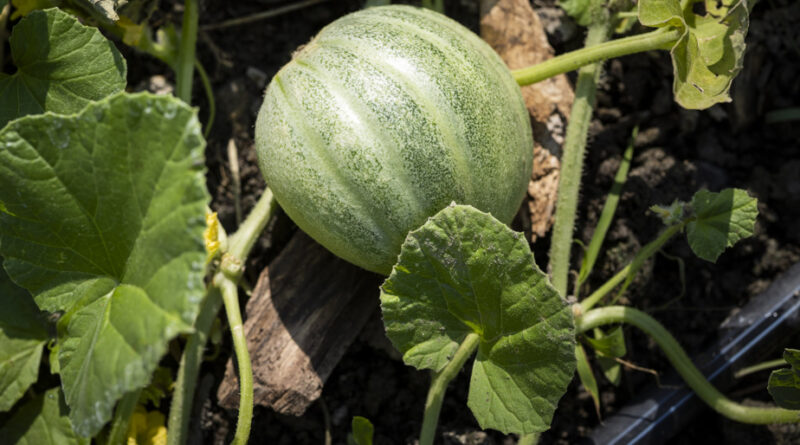 Récoltes | Le melon de Montréal reprend vie