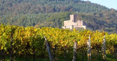 Centre-Val de Loire, Orléans, Tours, Loire river, castle, vineyard, forest, landscape