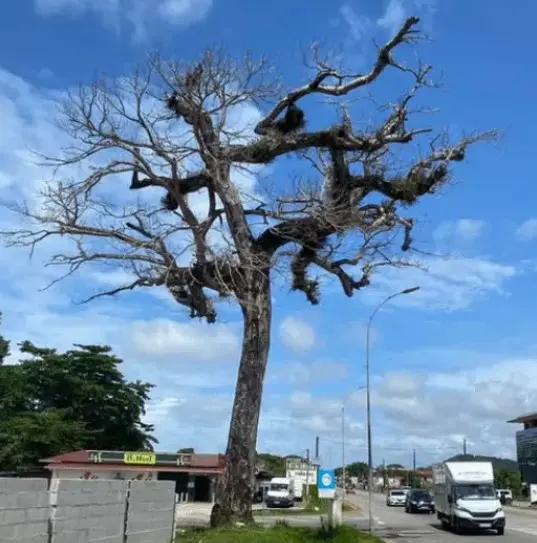 Route de Montabo : le sens Suzini-Cayenne fermé, mardi et mercredi