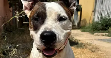 SOS adoption pour Rox qui vous attend à la SPA de Marseille - ici