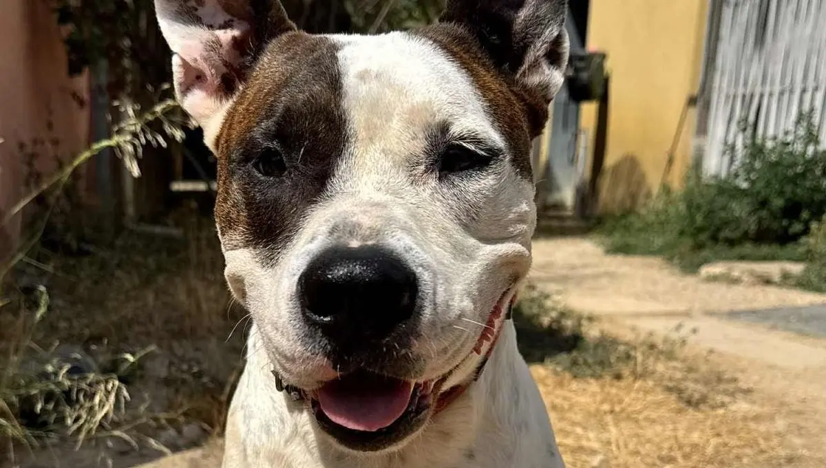 SOS adoption pour Rox qui vous attend à la SPA de Marseille - ici