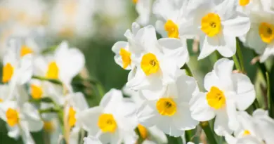 Santé. Et si ces plantes familières n'étaient pas aussi inoffensives qu'elles en ont l'air ?