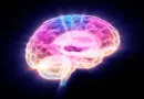 Scientists just found a protein that reverses brain aging