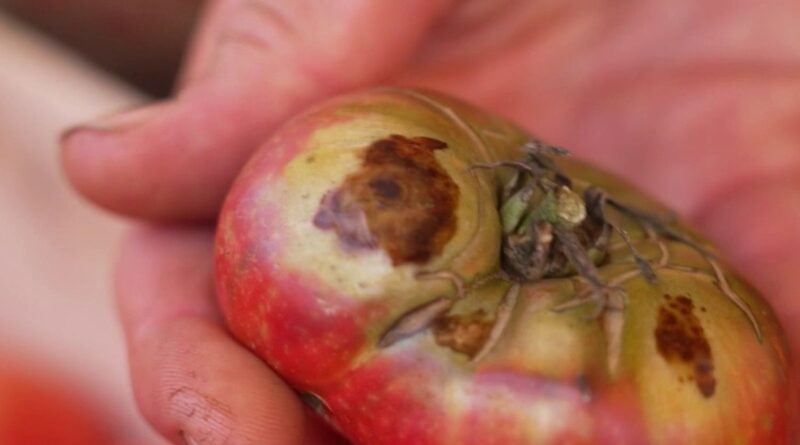 Sécheresse : coup de chaud sur les tomates