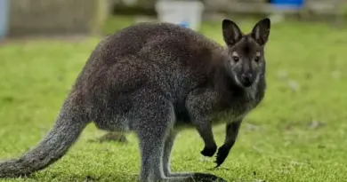 "S'il entre dans votre jardin, appelez-moi au plus vite", l’appel désespéré d’un habitant pour retrouver son wallaby disparu