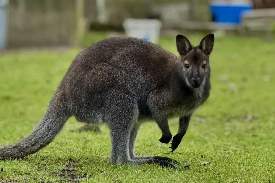 "S'il entre dans votre jardin, appelez-moi au plus vite", l’appel désespéré d’un habitant pour retrouver son wallaby disparu
