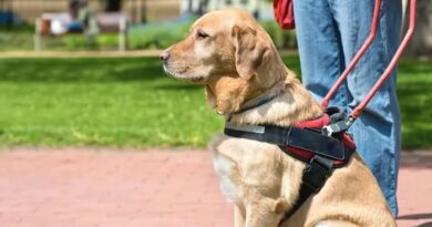 Son chien guide d’aveugle est refusé dans un restaurant, il porte plainte contre l’établissement (Ouest-France)