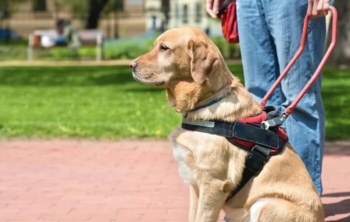 Son chien guide d’aveugle est refusé dans un restaurant, il porte plainte contre l’établissement  (Ouest-France)