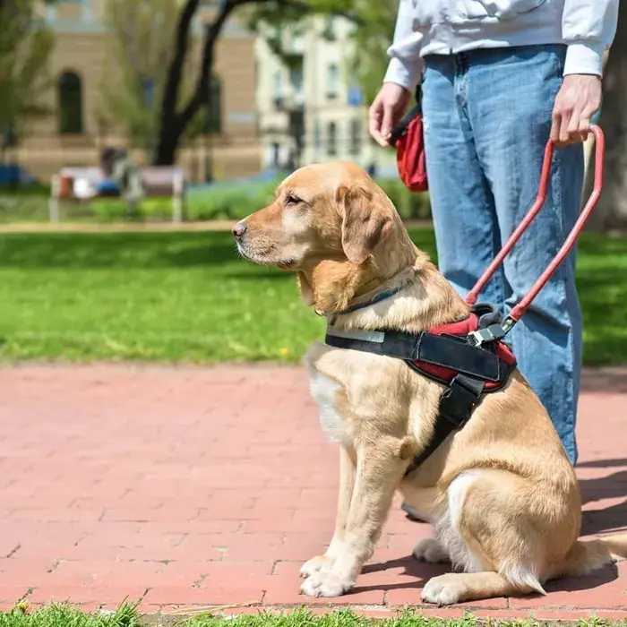 Son chien guide d’aveugle est refusé dans un restaurant, il porte plainte contre l’établissement (Ouest-France)