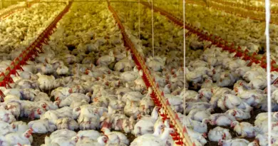 Steenwerck : le tribunal administratif autorise l’élevage intensif de poulets