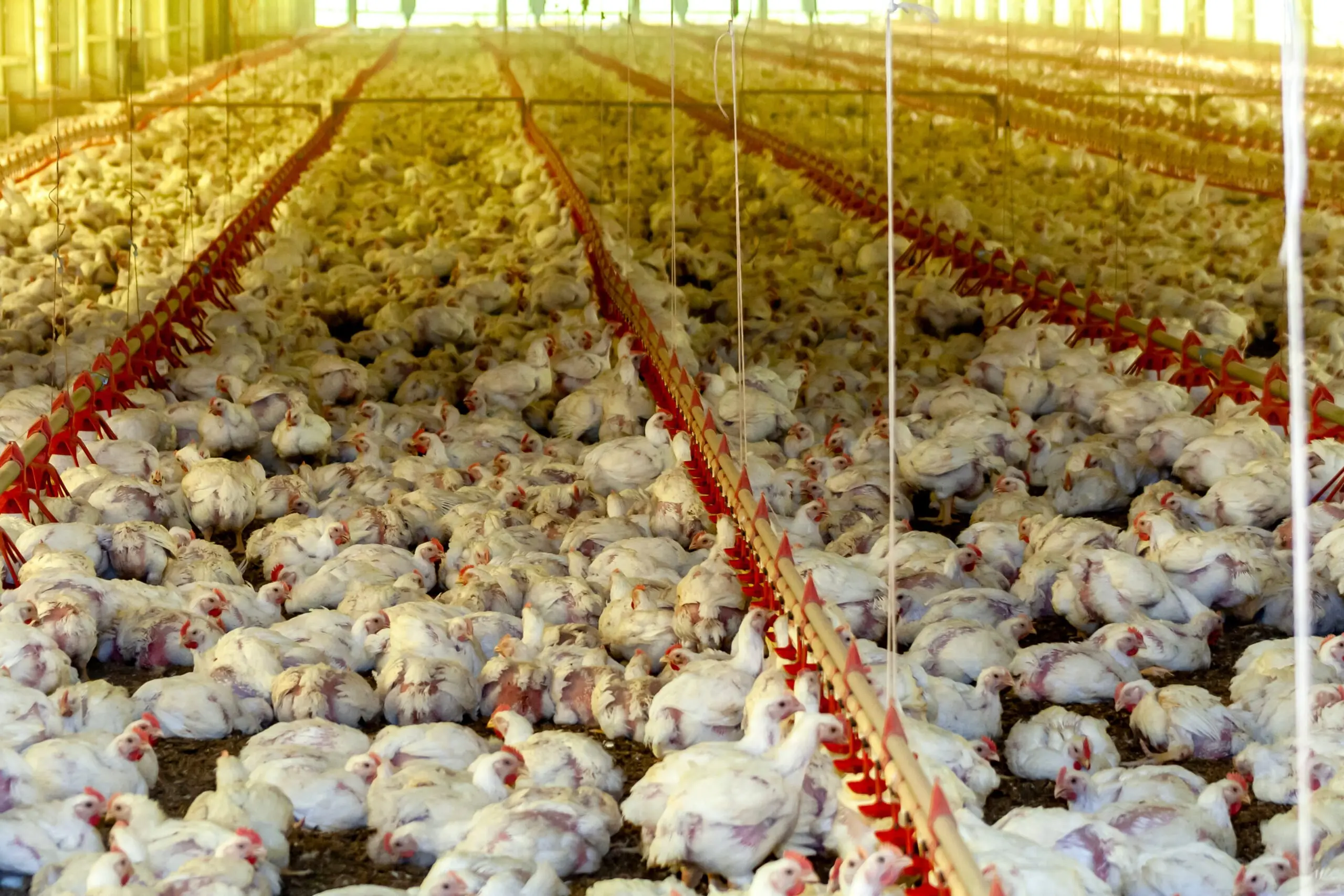 Steenwerck : le tribunal administratif autorise l’élevage intensif de poulets