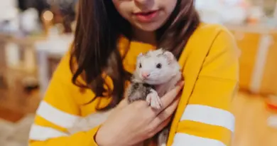 Stérilisation, alimentation, habitat : comment réduire l’odeur de son furet sans danger ? - ici