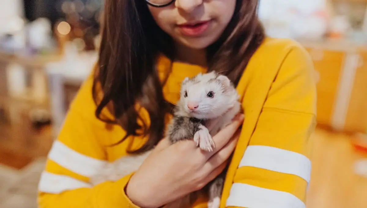 Stérilisation, alimentation, habitat : comment réduire l’odeur de son furet sans danger ? - ici