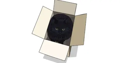 Un chat dans une boite