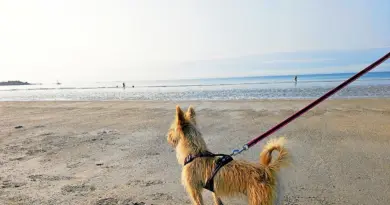Sur quelles plages peut-on promener son chien cet été en Bretagne ? [Carte]