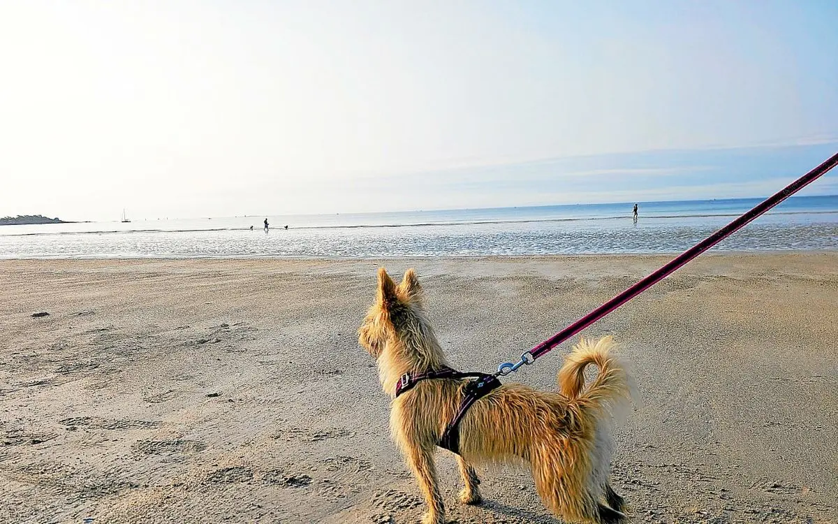 Sur quelles plages peut-on promener son chien cet été en Bretagne ? [Carte]