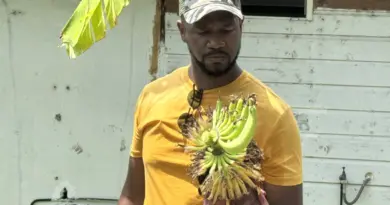 Sylvio James, de la cueillette à la pâtisserie fine