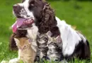 TÉMOIGNAGE. "On ne peut pas donner la tête ou les pattes " : dans les divorces, chiens et chats passent aujourd'hui en garde alternée