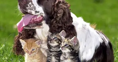 TÉMOIGNAGE. "On ne peut pas donner la tête ou les pattes " : dans les divorces, chiens et chats passent aujourd'hui en garde alternée