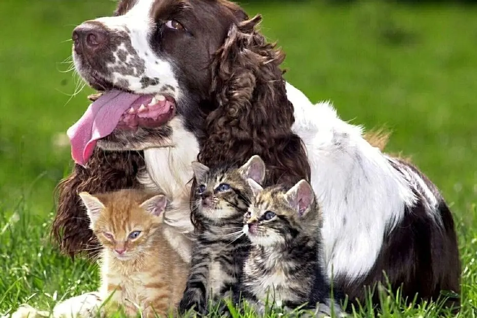 TÉMOIGNAGE. "On ne peut pas donner la tête ou les pattes " : dans les divorces, chiens et chats passent aujourd'hui en garde alternée